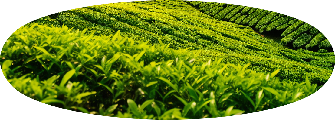 redteaatnoon午后红茶