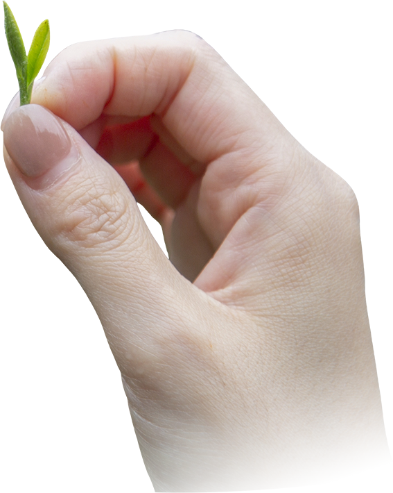 redteaatnoon午后红茶