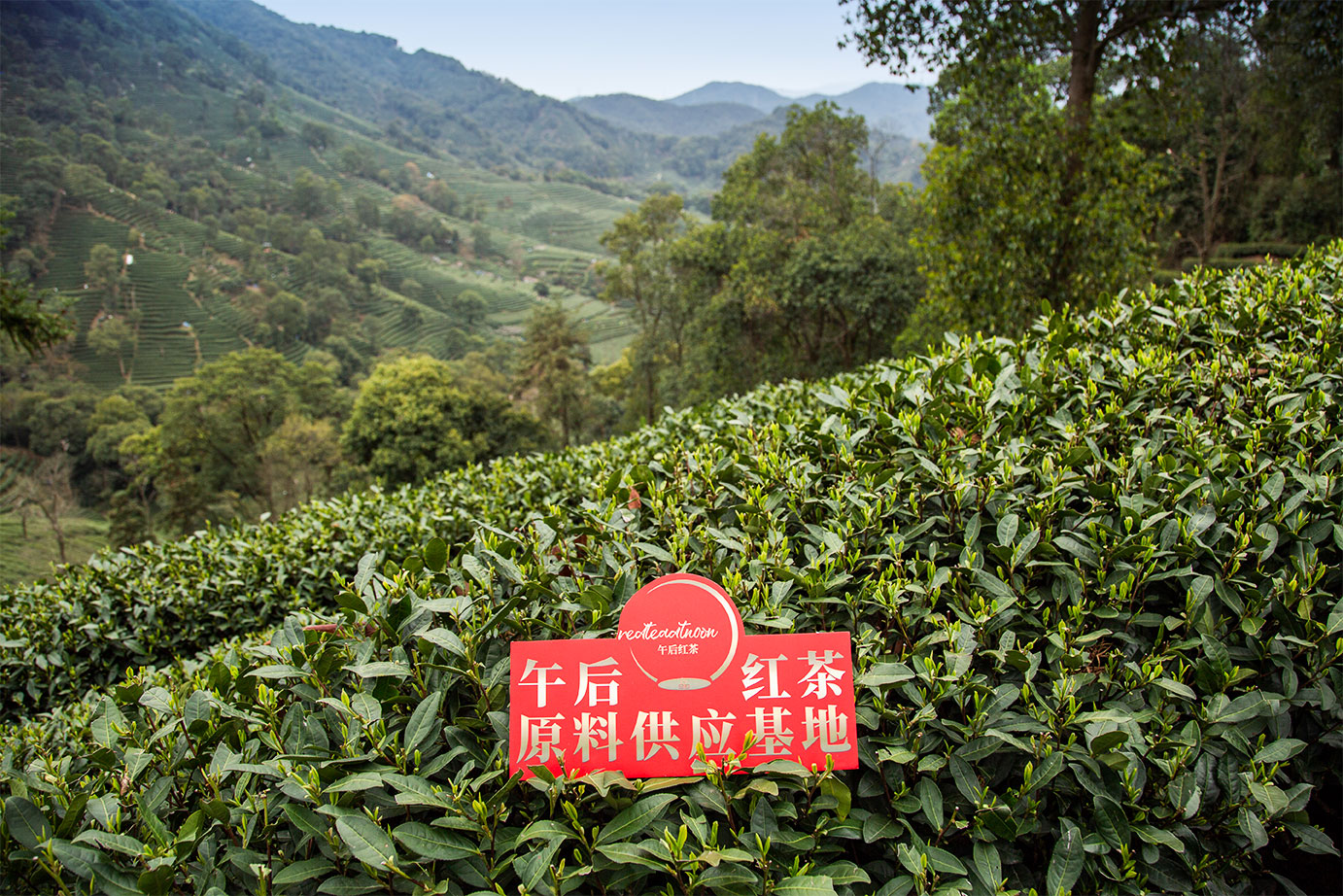 redteaatnoon午后红茶